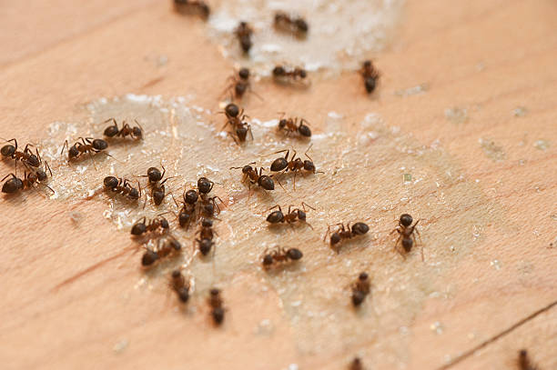 Wasp Removal Services in South Bradenton, FL